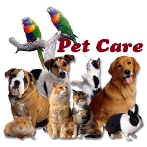 how to take care of domestic animals